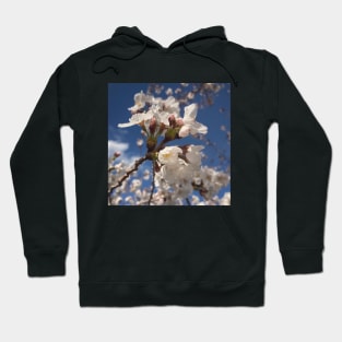 Sunny Utah Sakura Blossoms Hoodie